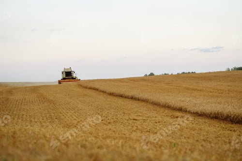 Preview: Modern industrial combine harvester harvests wheat cereals on a summer day. Rich harvest concept.