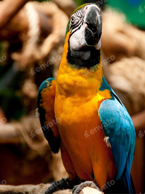 Preview: bird, parrot, Scarlet, Macaw