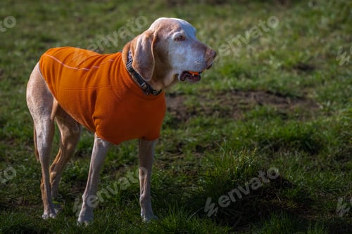 Preview: Closeup of an old Vizsla dog standing in a park with ball in its mouth wearing an orange sweater