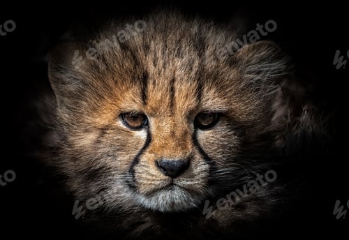 Preview: Closeup of a young cheetah gazes into the camera against a dark backdrop