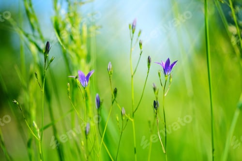 Preview: Campanula flowers (Campanula patula) in green grass. Selective f