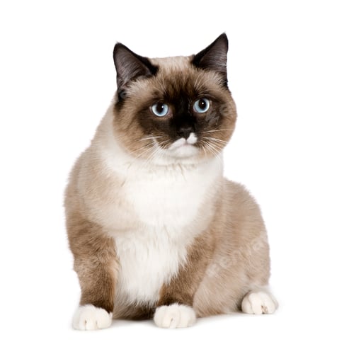 Preview: Birman (1 years)