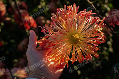 Preview: Orange pastel chrysanthemums.