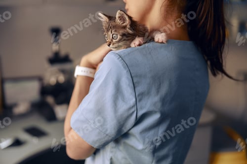 Preview: Veterinarian holds scared little kitten at appointment in modern clinic