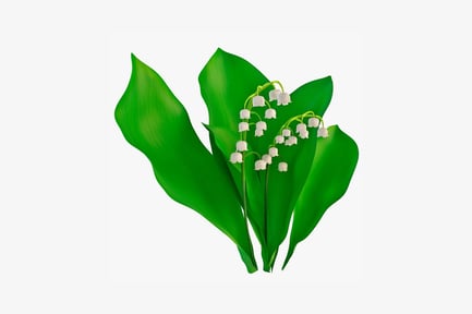 Preview: Lily of the valley inflorescence with glossy leaves