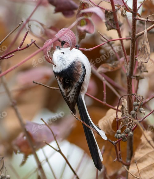 Preview: Long-tailed tit, Aegithalos caudatus. Autumn, a bird eats insects found under the leaves of a bush.