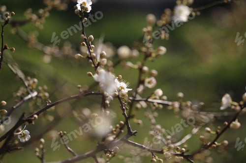 Preview: Flowering Trees Grow In The Spring In Nature