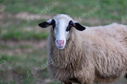 Preview: Adorable sheep in a lush green grassy meadow, looking off into the distance with its big brown eyes