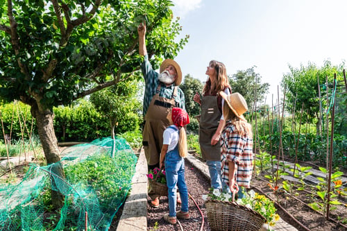 Preview: Family harvesting organic vegetables in bio farm garden