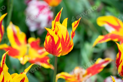 Preview: red and yellow flowers in full bloom in the garden at the park