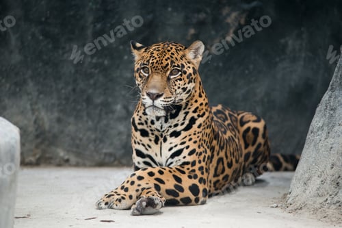 Preview: jaguar ( Panthera onca )