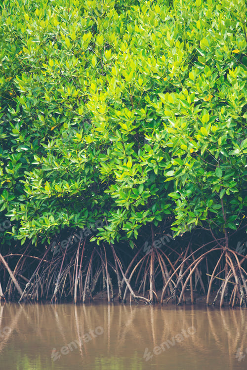 Preview: the mangrove forest, tropical forest in Thailand