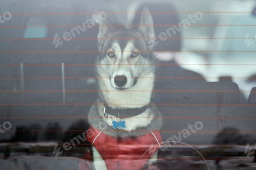 Preview: Husky sled dog in car, travel pet