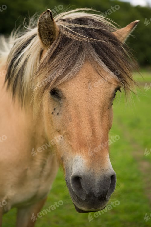Vista previa: Pretty Horse
