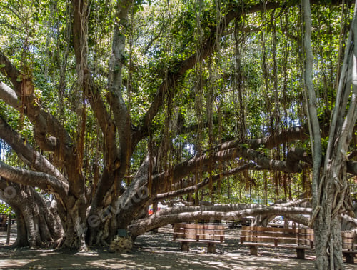 Preview: A View Of A Section Of A Huge Banyan Tree In Lahaina On Maui, Hawaii.