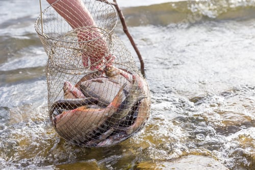 Preview: Men's hands pull a net with large fish out of the lake