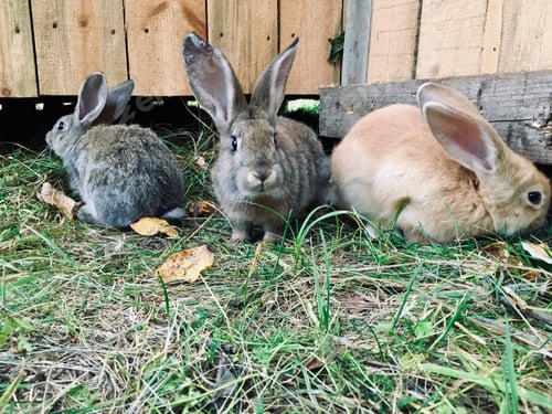 Preview: Three rabbits