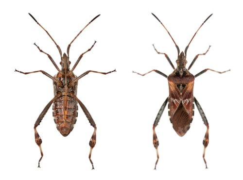 Preview: Western conifer seed bugs, Leptoglossus occidentalis, in front of white background