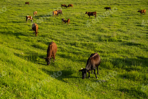 Preview: Cows graze green grass.