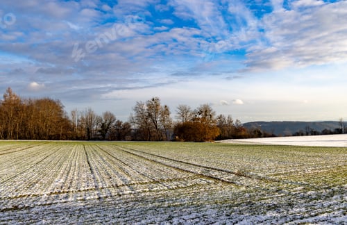 Preview: A field with white snow and a bald dense forest under a cloudy sky