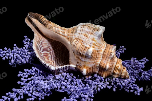 Preview: Trapezium Horse Conch on Lavender