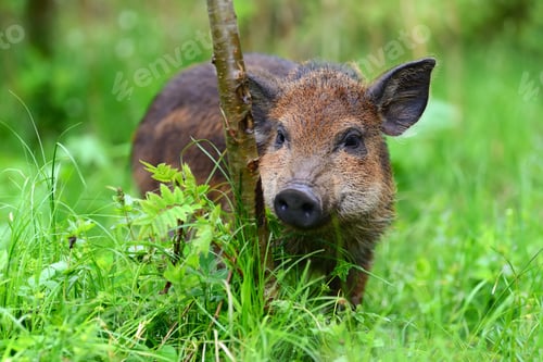 Preview: Wild boar in forest