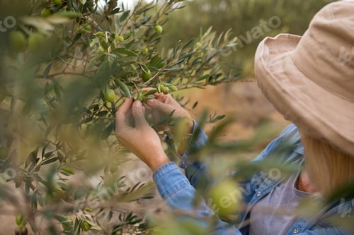Preview: Woman harvesting olives from tree