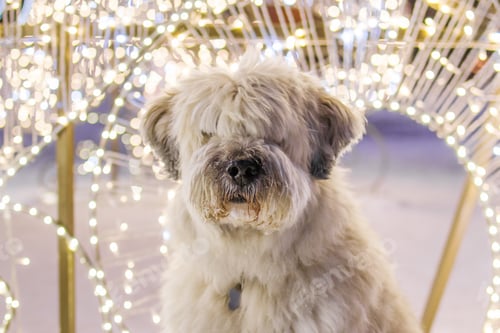 Preview: White long-haired South Russian Shepherd Dog on a street on a background of Christmas lights.
