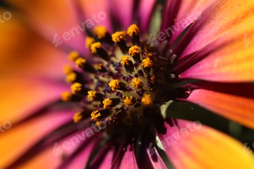 Preview: Centre of a flower