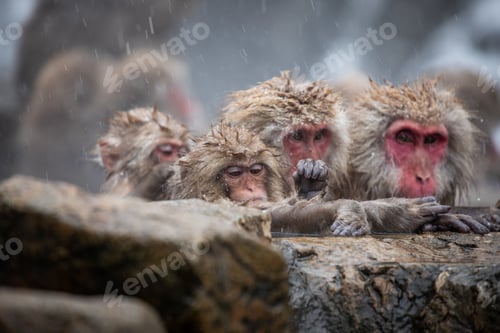 Preview: Snow monkey