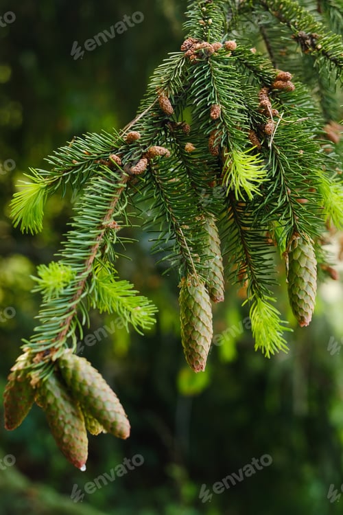 Preview: Spruce cone on a branch of a spruce tree in the forest in nature