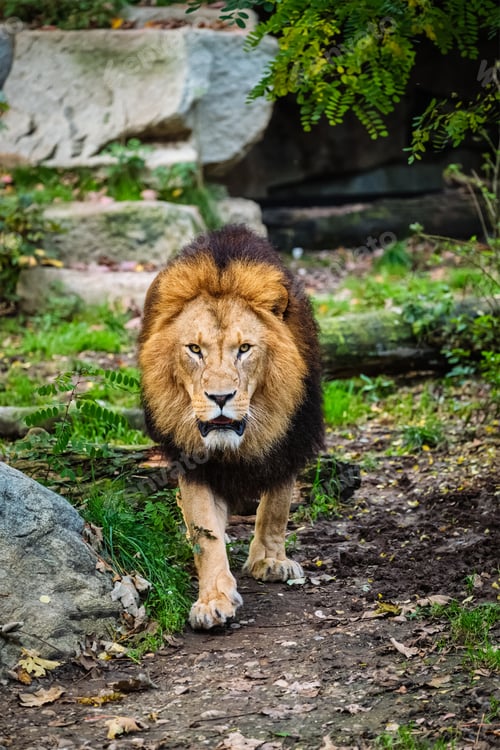 Preview: Lion in jungle forest in nature