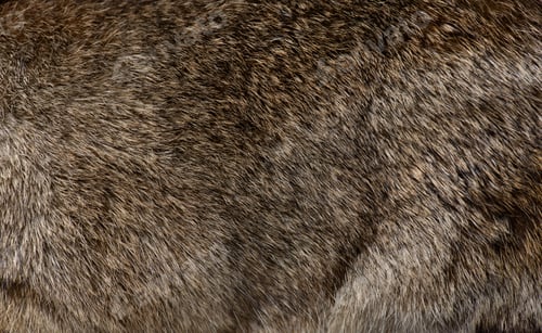 Preview: Detail Macro of European rabbit fur