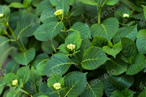 Preview: White flowers