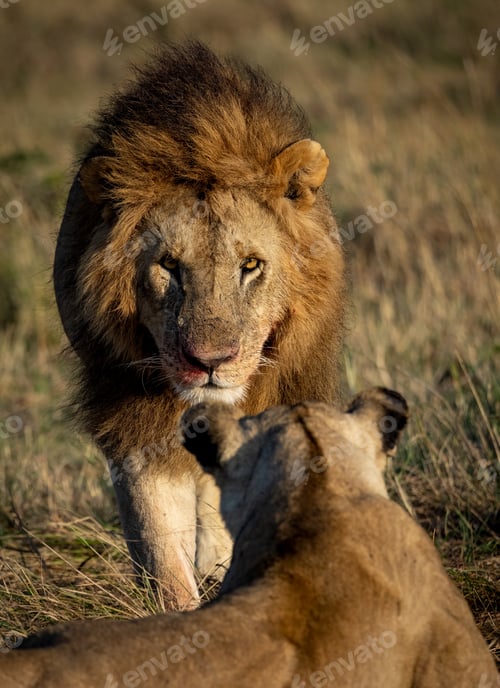 Preview: A Lion in Africa