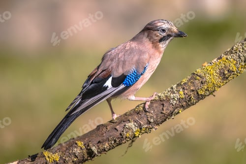 Preview: Eurasian jay on branch