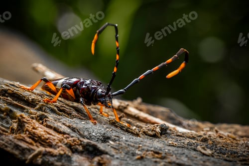 Preview: in the image you can see a specimen of the harlequin beetle (Acrocinus longimanus)