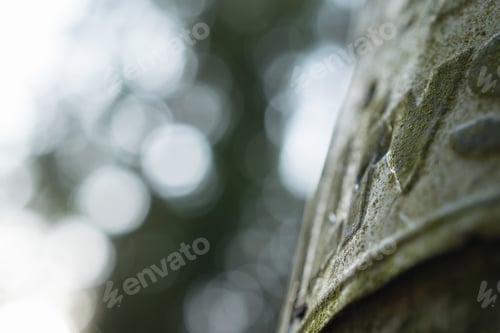 Preview: Closeup shot of an old metal sign covered with moss on a blurred background