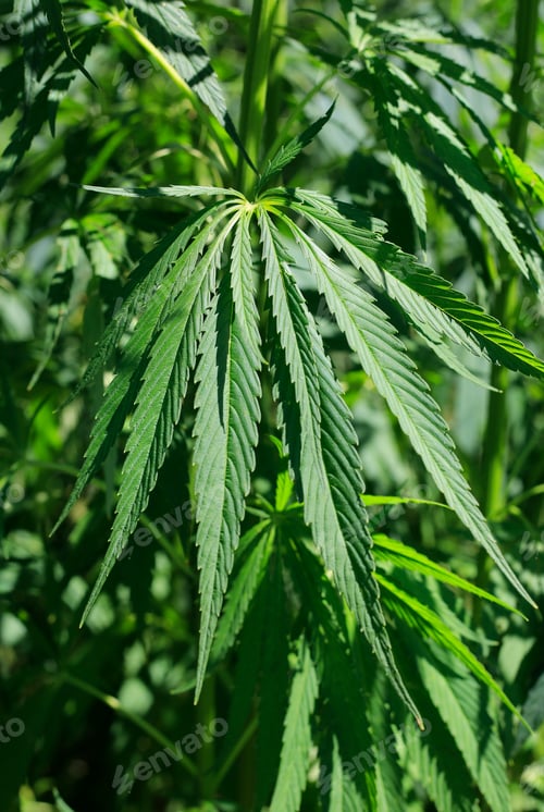 Preview: Green fresh foliage of cannabis plant (hemp, marijuana)