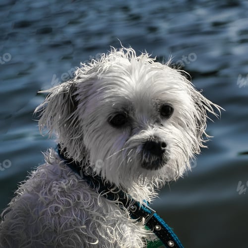 Preview: High-resolution of a Morkie dog, featuring the pet looking with a curious expression