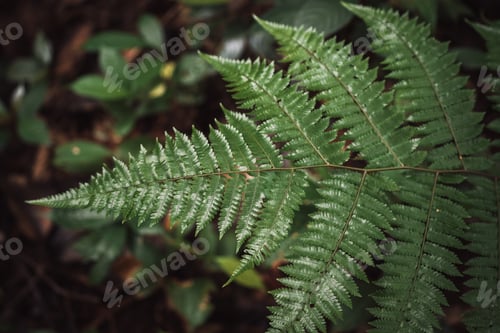 Preview: Green, plants and trees in Amazon Rainforest Leticia Colombia