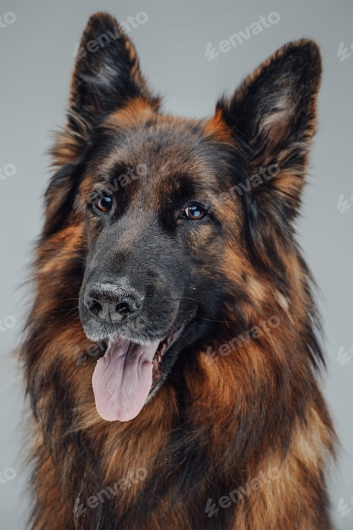 Preview: Headshot of happy belgian shepherd against white background