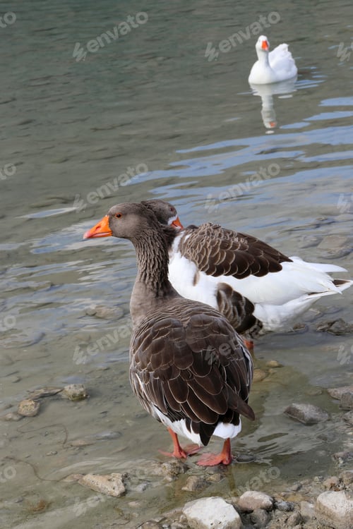Preview: Geese on a lake background