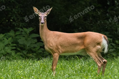 Preview: Alert Deer Standing in a Grassy Meadow