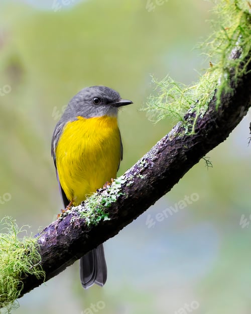 Preview: Eastern Yellow Robin perched on a moss-covered branch
