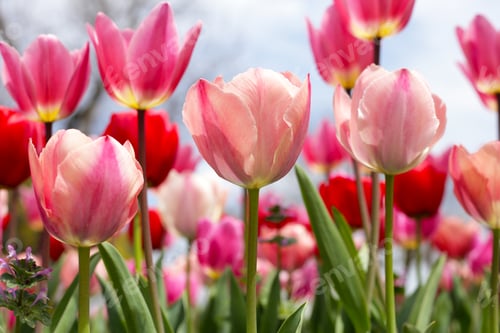 Preview: Beautiful tulip flower garden. The Expo 70 Commemorative Park, Osaka, Japan