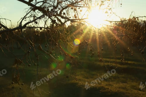 Preview: Beautiful tree with berries outdoors at sunset