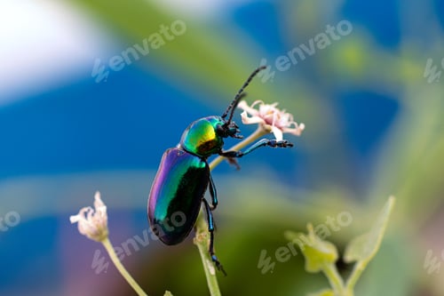 Preview: Macro photography of the rose chafer on the pink flower. Natural background.