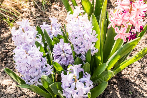 Preview: Blooming delicate-toned geocinth flowers in the spring sun in the park. top view. Floral Background.