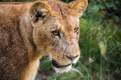 Preview: Close up, a female lion, head and shoulders.